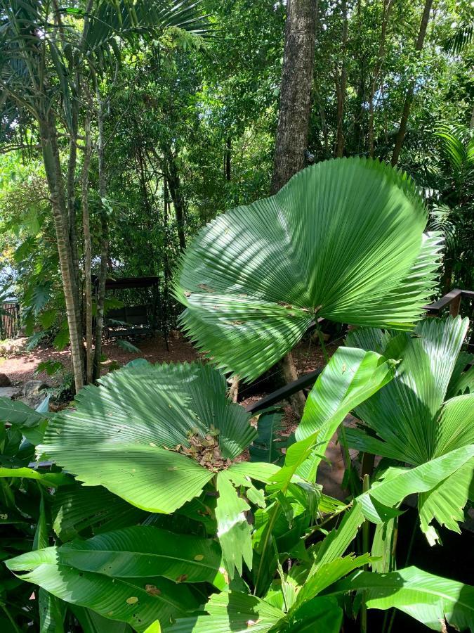 Cairns Rainforest Retreat Bagian luar foto